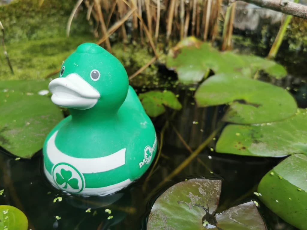 Was ist ein Gefiedertes Petri Heil im Kärwateich?